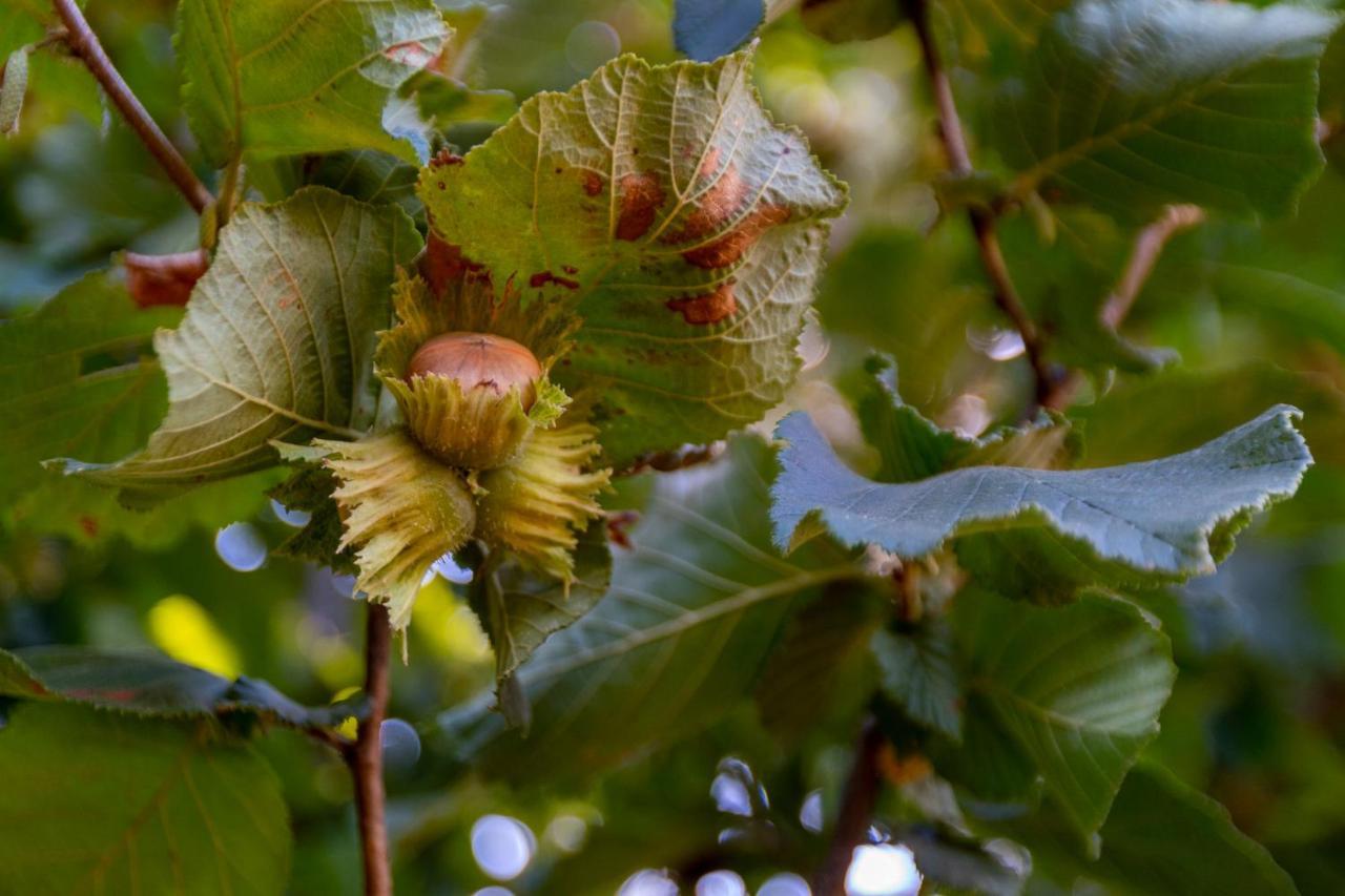 Pensjonat Chale Da Quinta "Lavoura Da Bouca - Fruta Bio" Celorico De Basto Zewnętrze zdjęcie