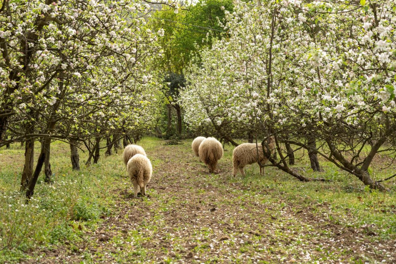 Pensjonat Chale Da Quinta "Lavoura Da Bouca - Fruta Bio" Celorico De Basto Zewnętrze zdjęcie
