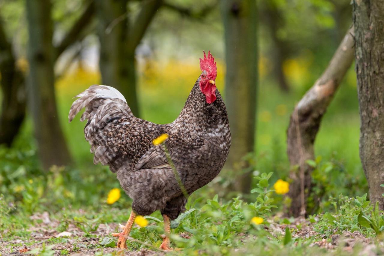 Pensjonat Chale Da Quinta "Lavoura Da Bouca - Fruta Bio" Celorico De Basto Zewnętrze zdjęcie