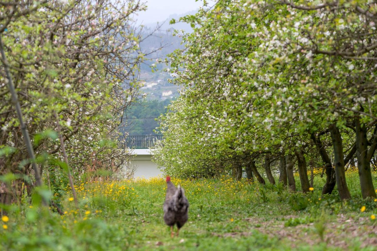 Pensjonat Chale Da Quinta "Lavoura Da Bouca - Fruta Bio" Celorico De Basto Zewnętrze zdjęcie