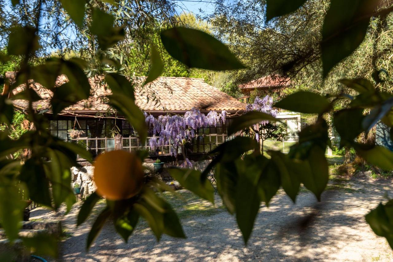 Pensjonat Chale Da Quinta "Lavoura Da Bouca - Fruta Bio" Celorico De Basto Zewnętrze zdjęcie